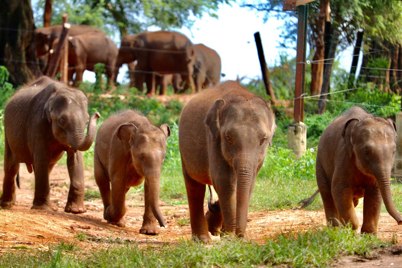Asian elephants at the Pinnawala elephant sanctuary near Kandy, Sri Lanka